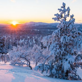 A breathtaking view of a forest covered with snow during sunset in Norway