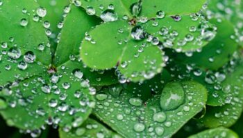 Hatha Yoga | Morgenpraxis