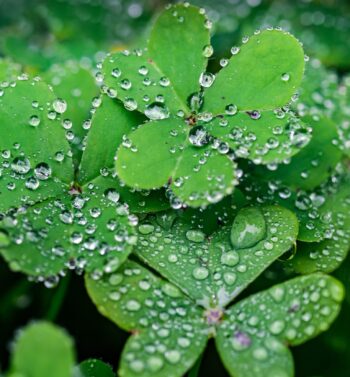 Hatha Yoga | Morgenpraxis